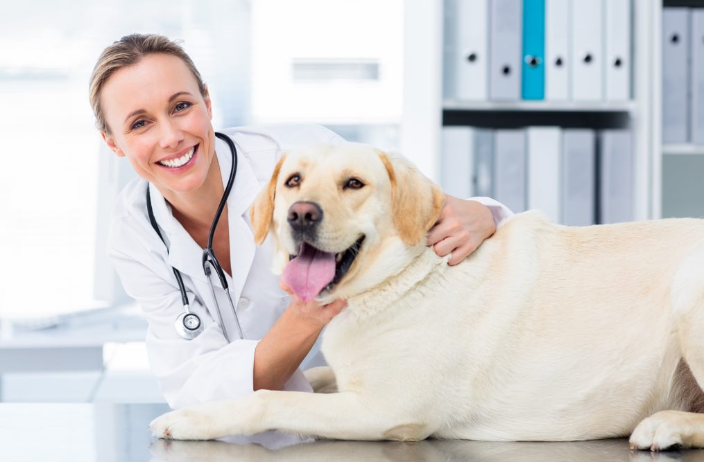 Veterinarian Spotlight